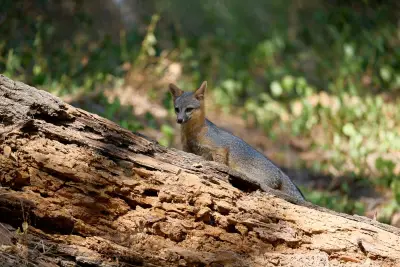Orphaned baby foxes released after receiving care in Saratoga wildlife facility