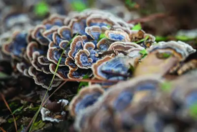 Foragers at the end of the world