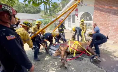 Watch: SoCal firefighters save the life of Eli, a colicky mule