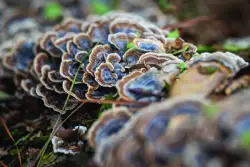 Foragers at the end of the world